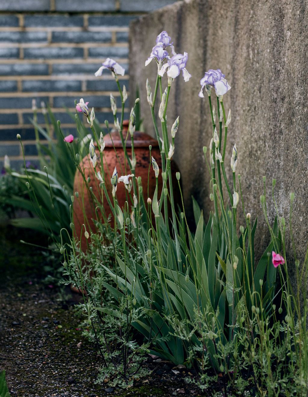Image may contain Plant Flower Blossom Animal and Bird