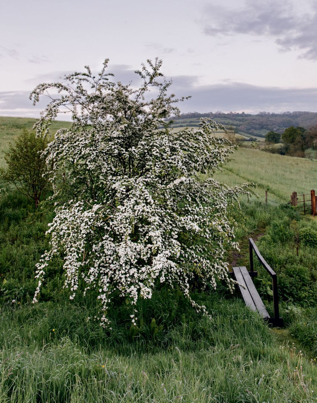 Image may contain Outdoors Nature Countryside Grassland and Field