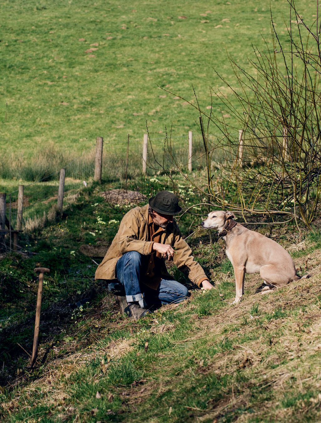 With Woody looking on Dan divides wild primroses on the ditch bank an annual task to extend their reach.