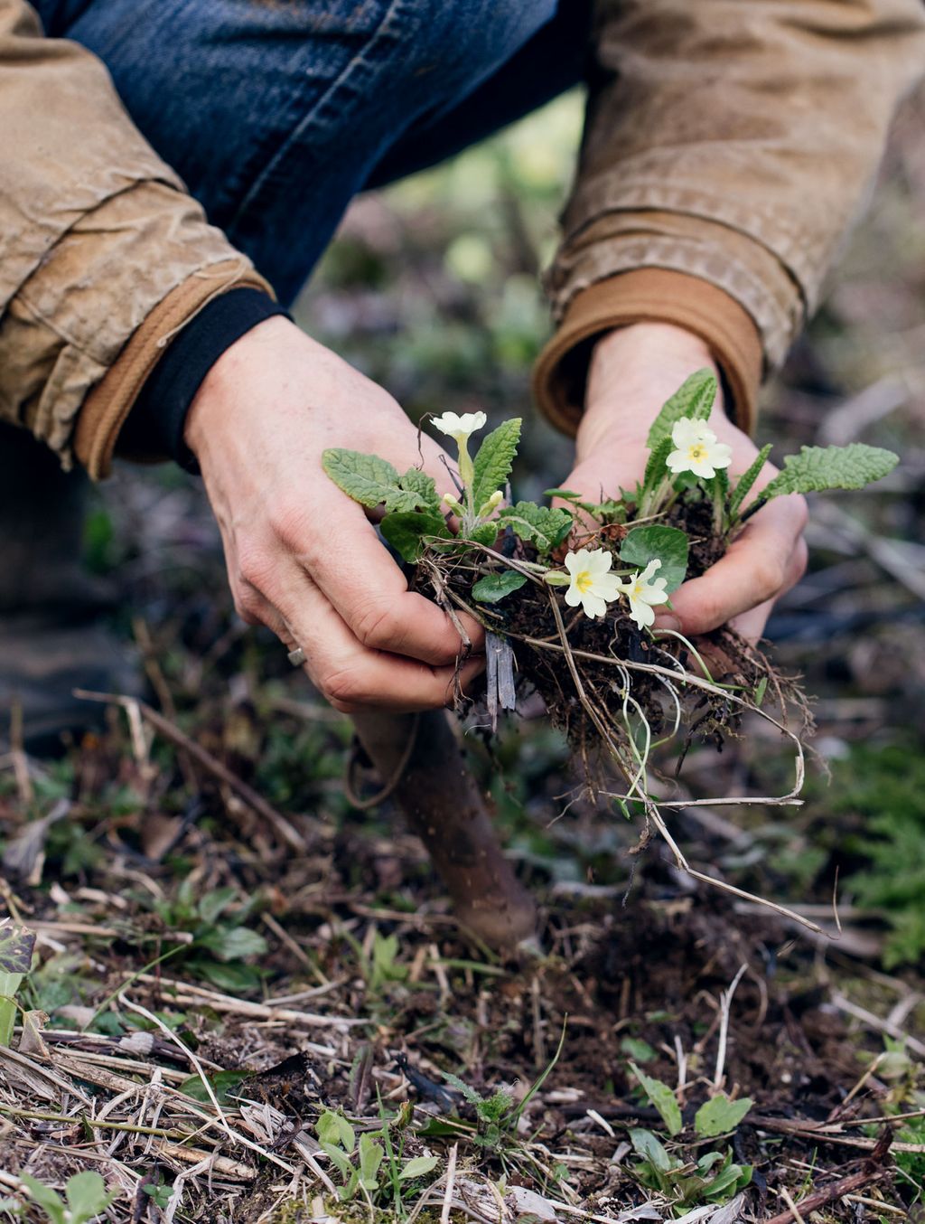 Dan splitting primroses a job that can be done after they have finished flowering.nbsp