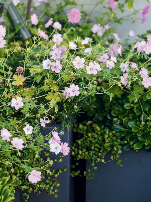 Image may contain Flower Plant Geranium and Blossom