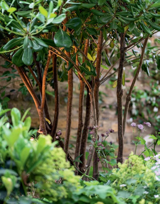 Image may contain Plant Vegetation Tree Flower Blossom and Outdoors