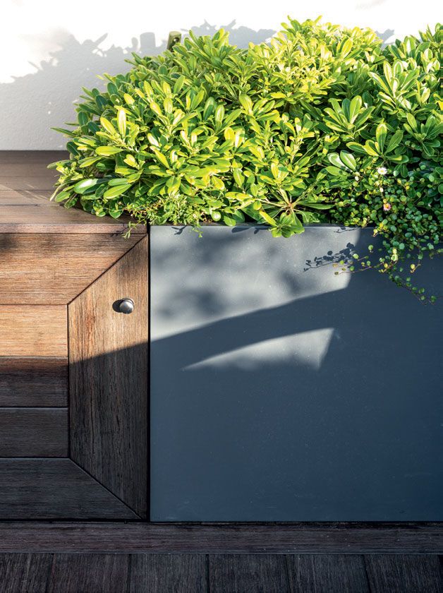 Image may contain Wood and Plant