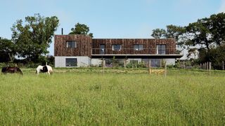 Image may contain Nature Field Outdoors Animal Mammal Cow Cattle Grass Plant Grassland Countryside and Rural