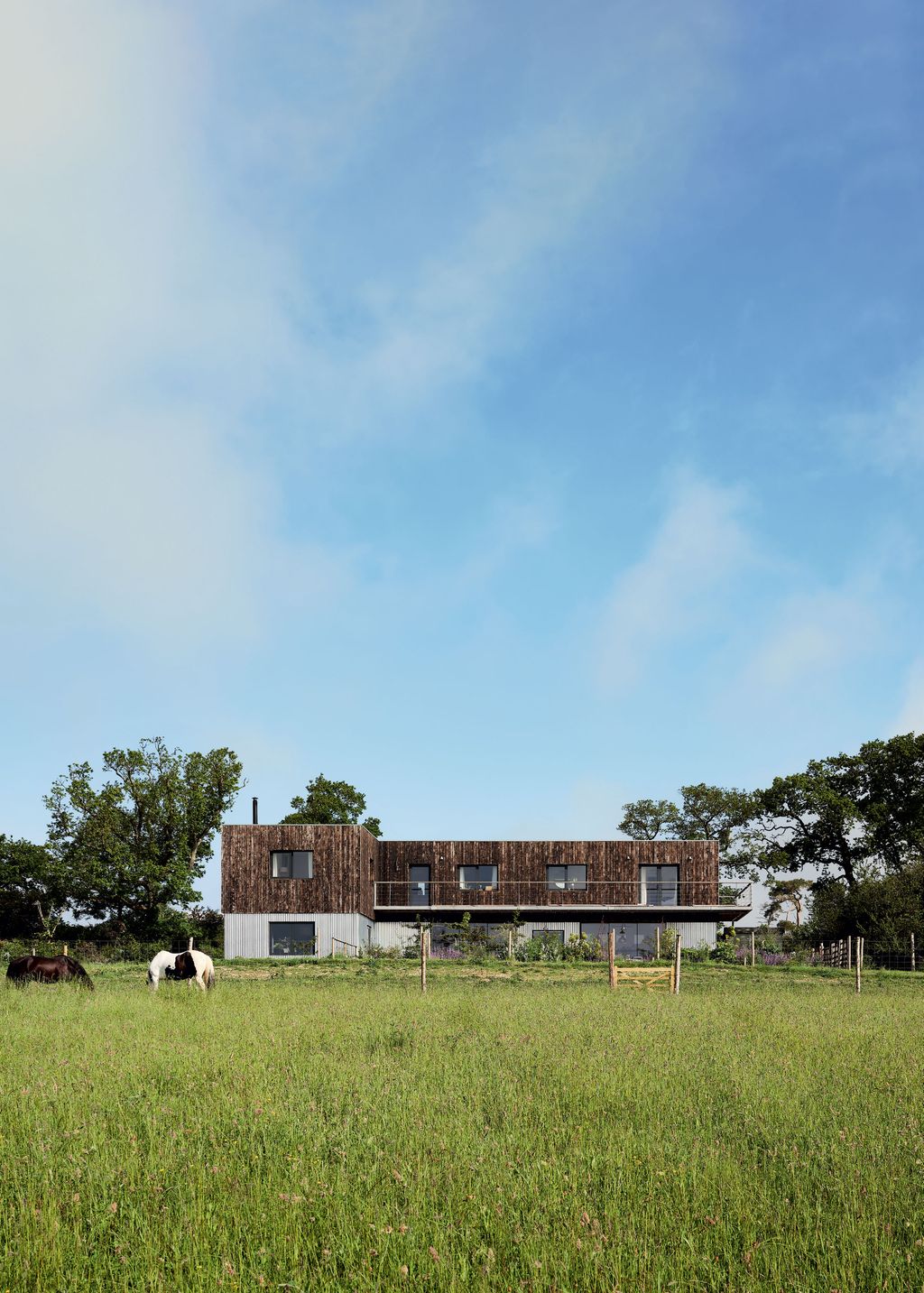 Image may contain Nature Field Outdoors Animal Mammal Cow Cattle Grass Plant Grassland Countryside and Rural