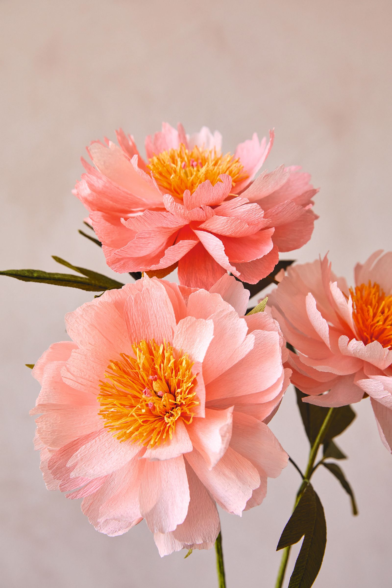 How to make paper peonies