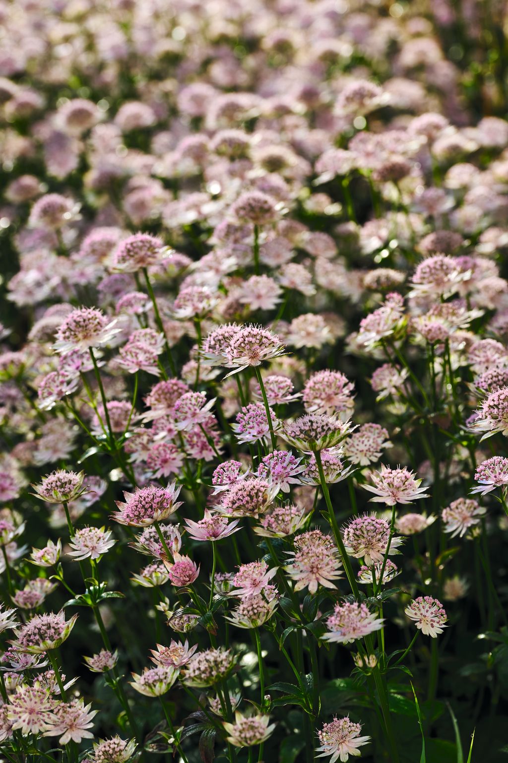 Image may contain Plant Flower Apiaceae Blossom and Petal