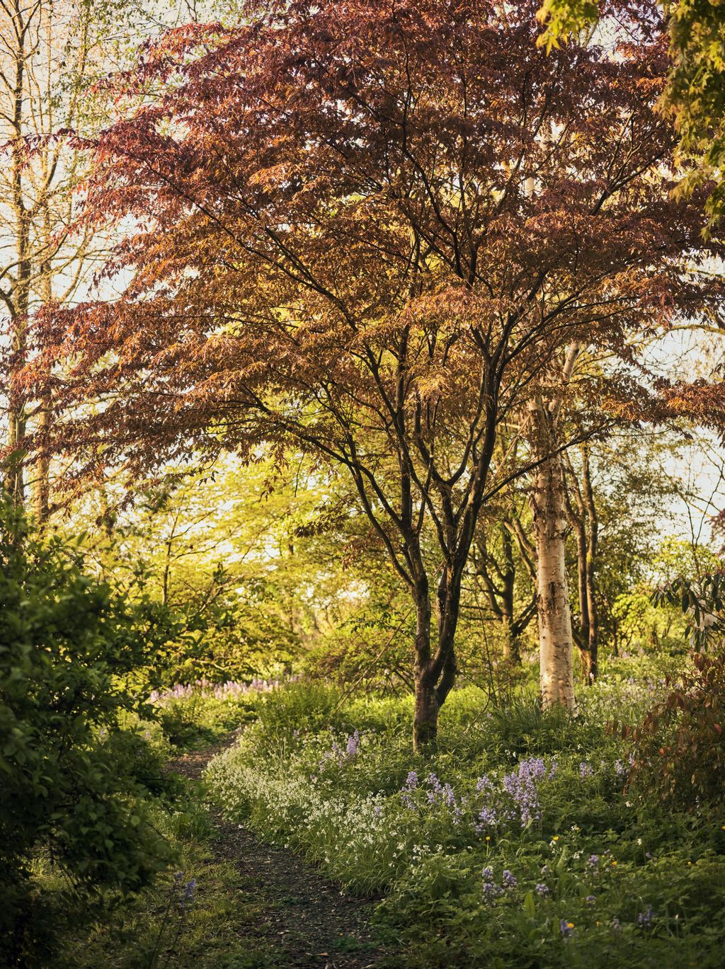 Image may contain Tree Plant Vegetation Tree Trunk Forest Outdoors Nature Land Woodland and Grove