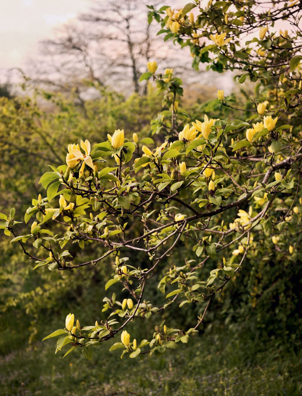 Image may contain Plant Vase Pottery Potted Plant Jar Leaf Bush Vegetation Tree Herbs and Planter