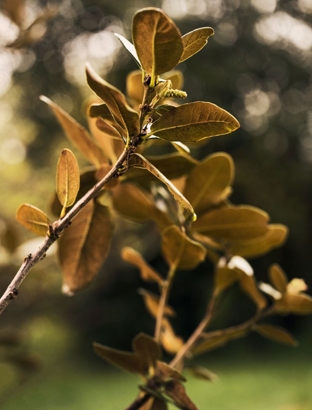 Image may contain Plant Leaf Food Produce Veins Flower and Blossom