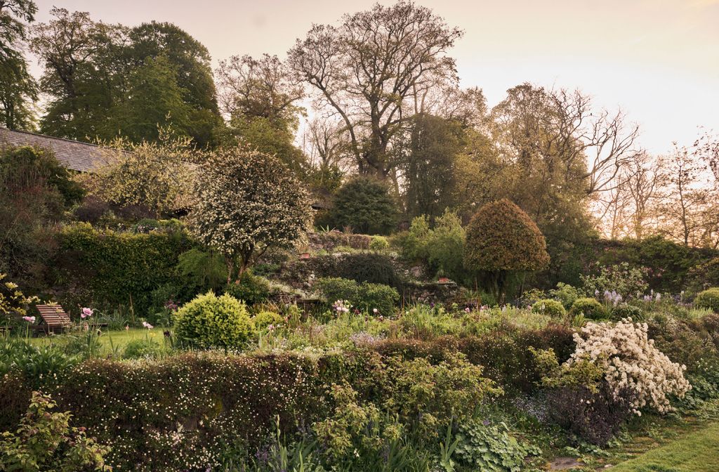 Image may contain Plant Outdoors Tree Grass Garden Fir Abies Nature Vegetation Conifer and Bush