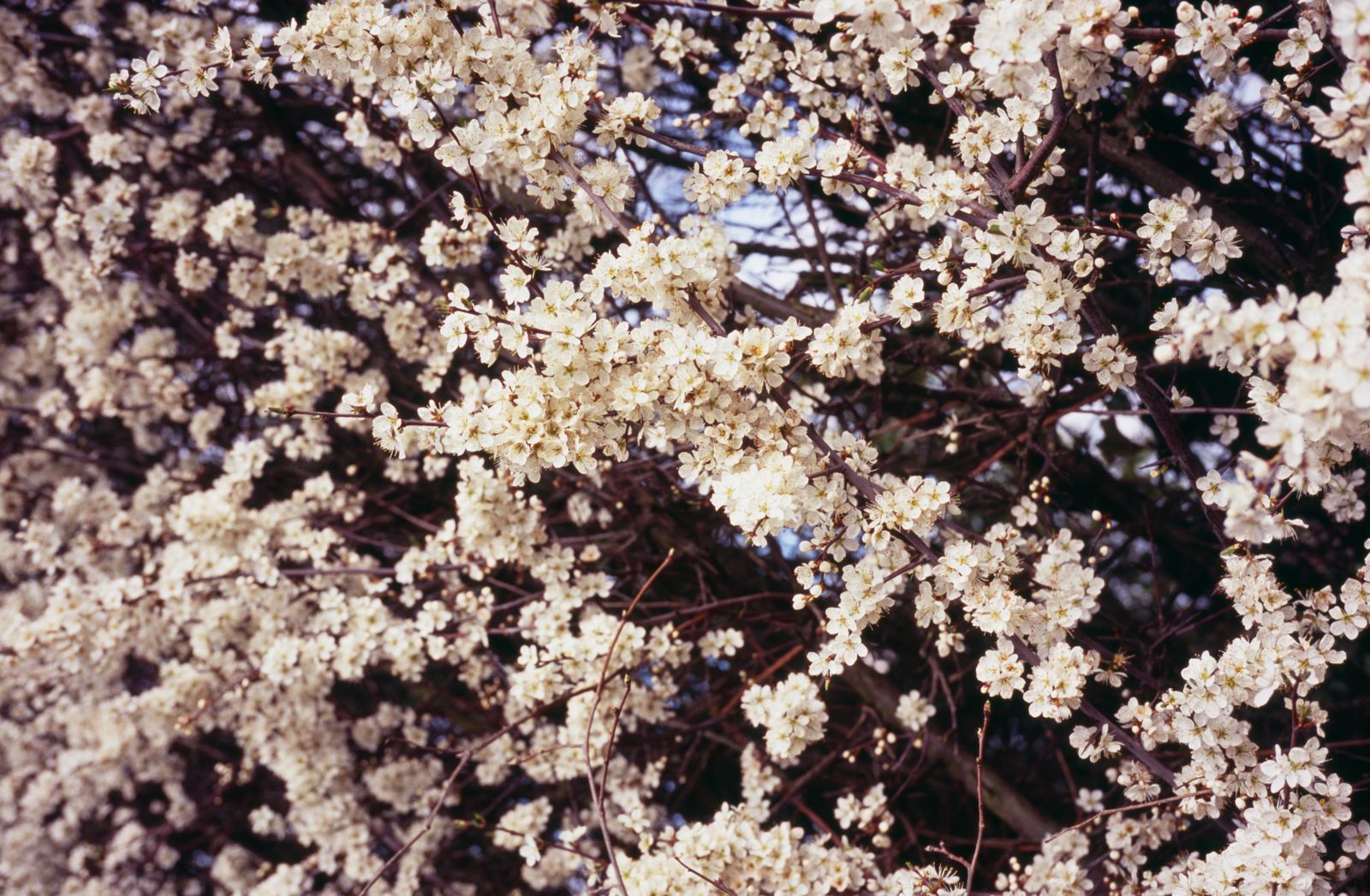 Image may contain Plant Flower Blossom and Cherry Blossom