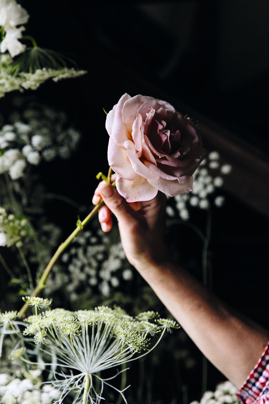 Image may contain Plant Rose Flower Blossom Human and Person