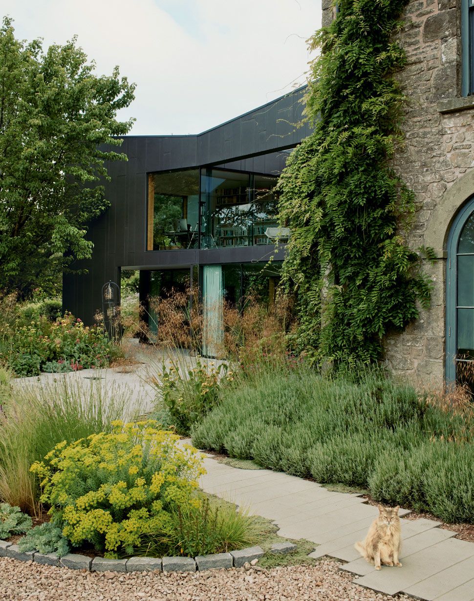 Blue the Somali cat sits on the limestone path between limegreen euphorbia and a bed of lavender.