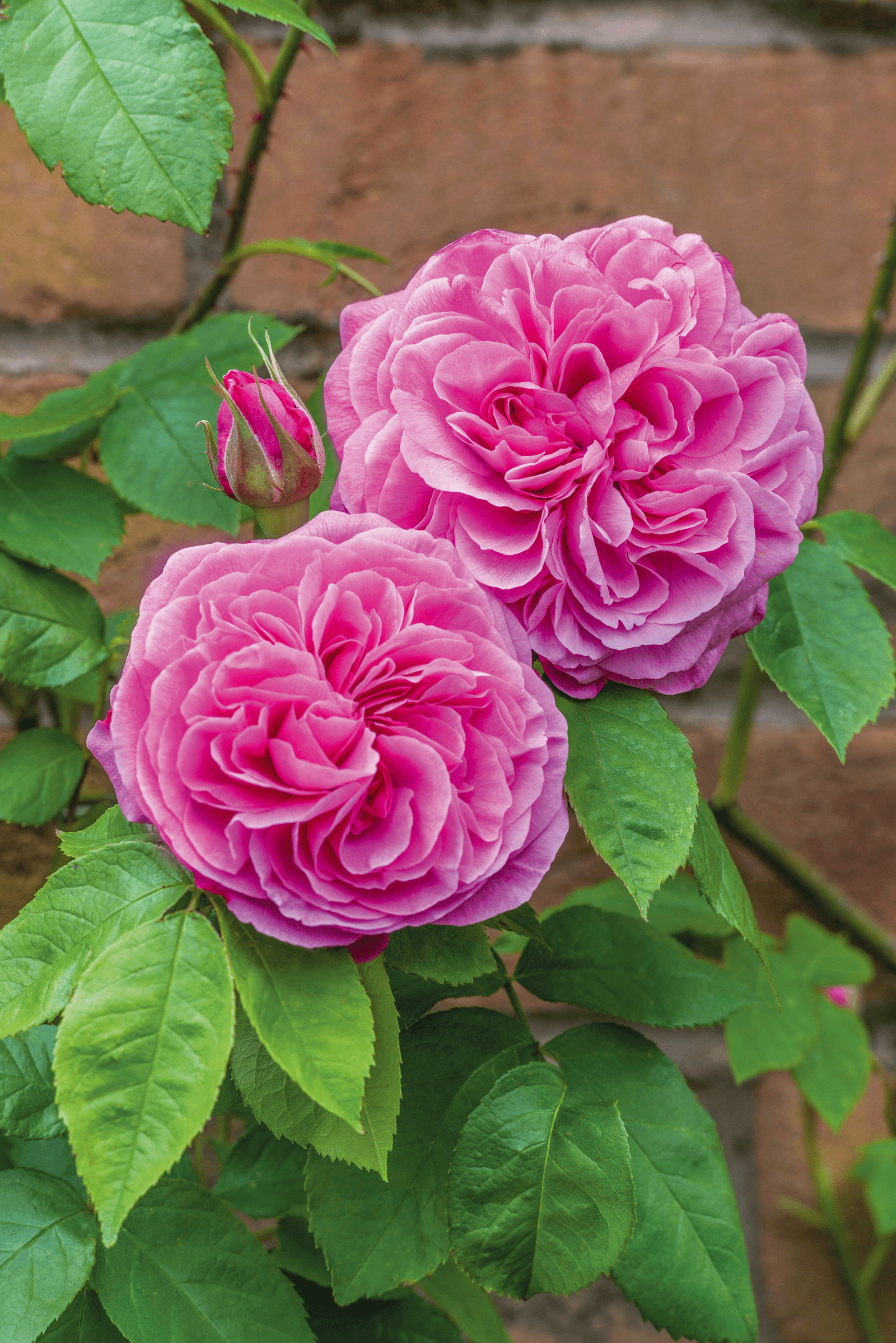 Image may contain Flower Plant Geranium Blossom Dahlia Peony and Rose