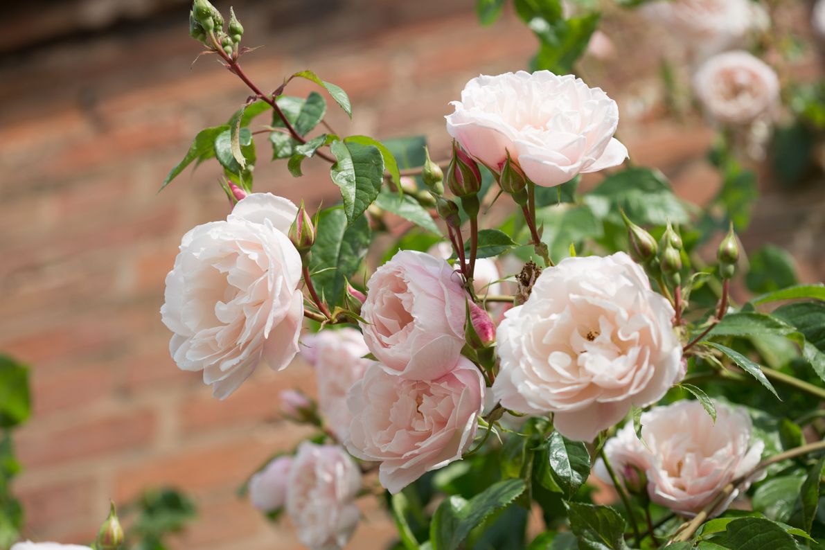 David Austin rose The Generous Gardener