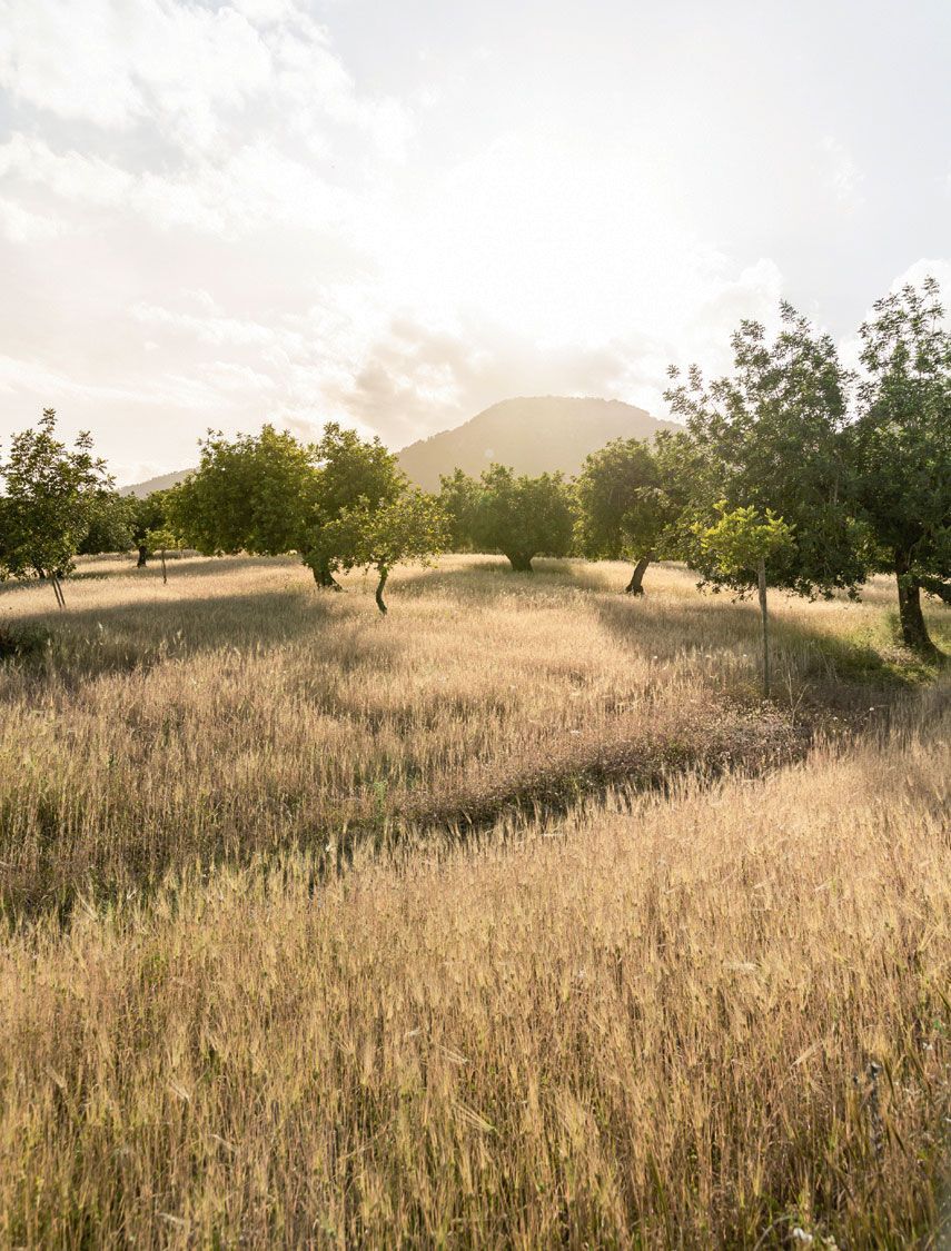 Image may contain Tree Plant Grass Field Vegetation Outdoors Nature and Grassland