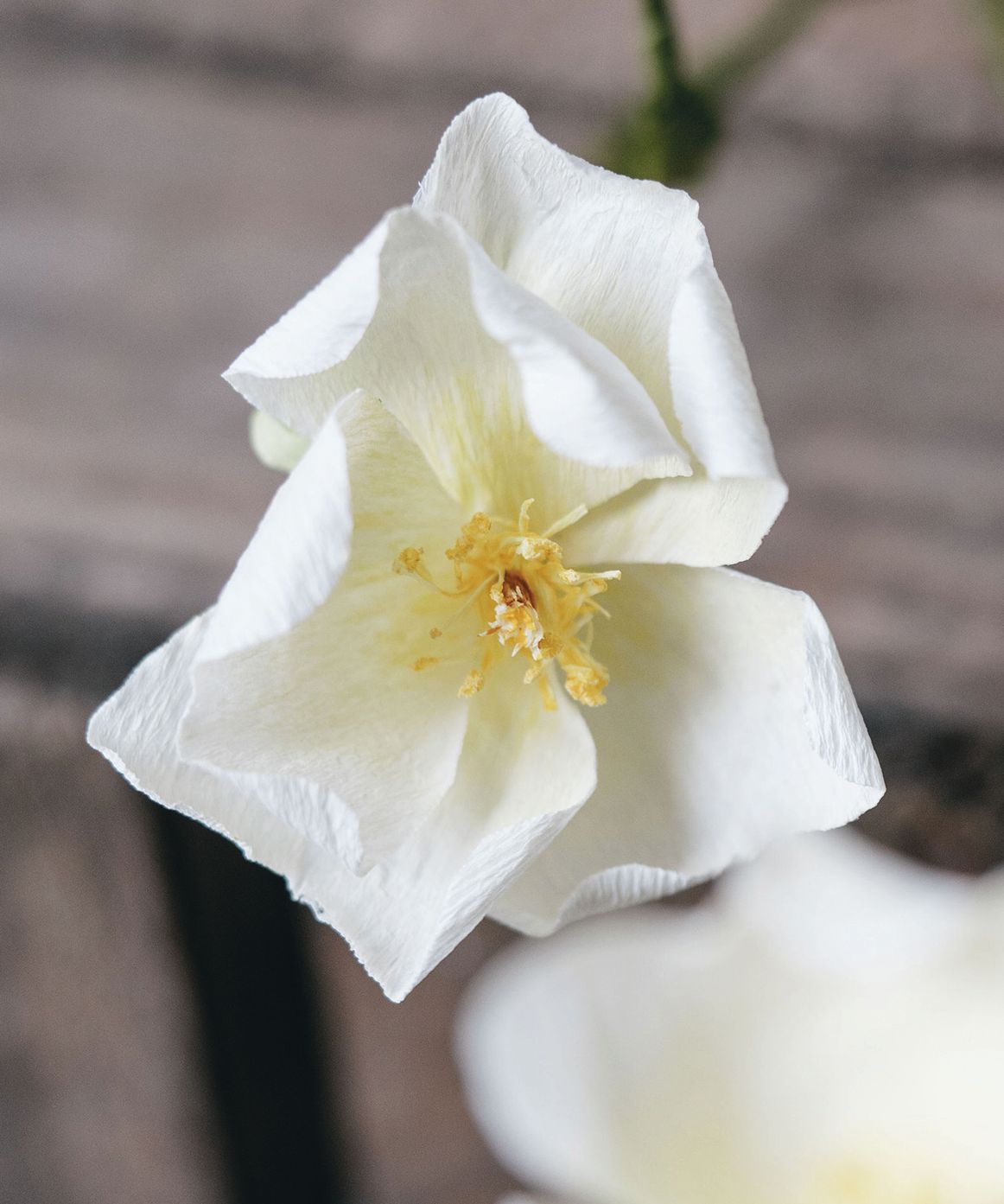 How to craft paper musk roses