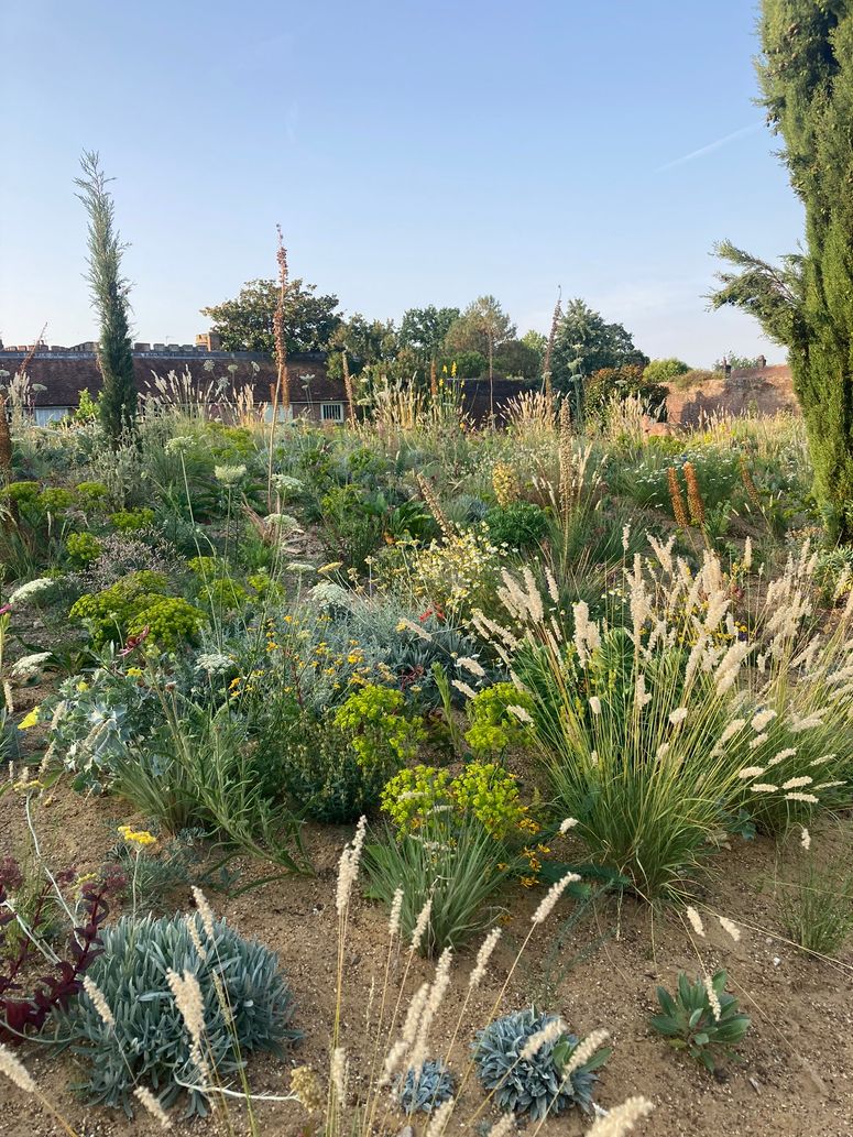 Image may contain: Plant, Agavaceae, Vase, Pottery, Potted Plant, Jar, Outdoors, and Grass