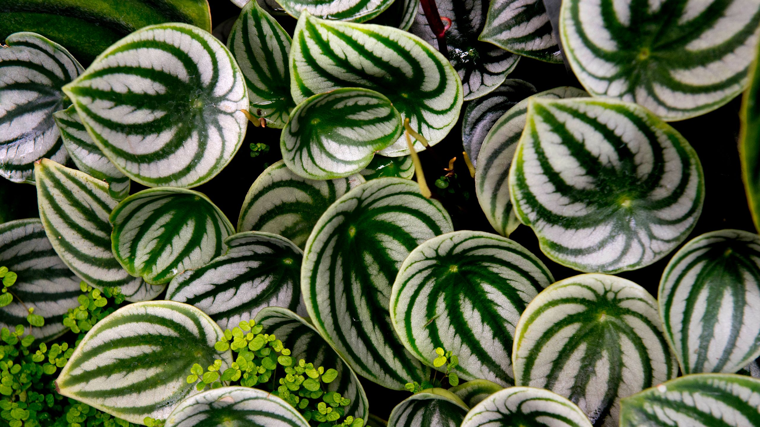 striped green leaves from a plant