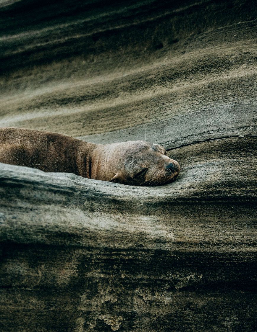 Image may contain Animal Wildlife Mammal Lion Sea Lion Sea Life Seal and Bear