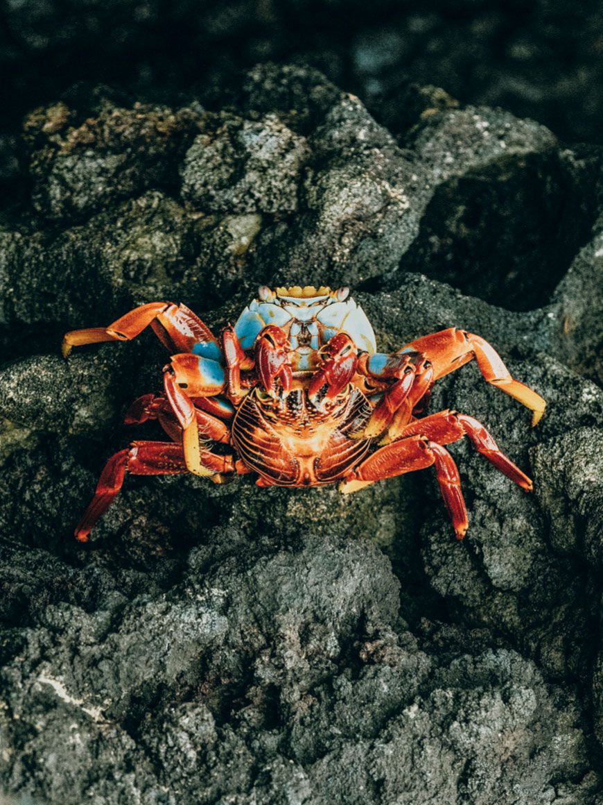 Image may contain Animal Seafood Food Sea Life Lobster and Crab