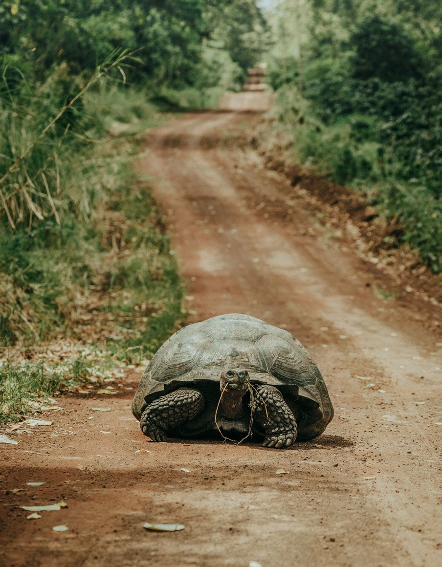 One of the Galpagos famous giant tortoises.