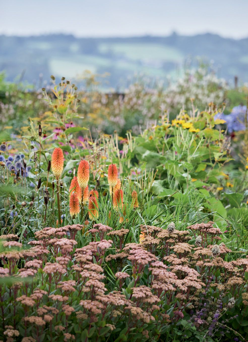 Striking orange Kniphofia ‘Tawny King in a theatrical Somerset garden that inspired an RHS Gold Medalwinning design