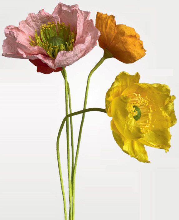 Paper ‘Icelandic Poppies by Emmeli Kimhi 25 each from Kip Kiosk