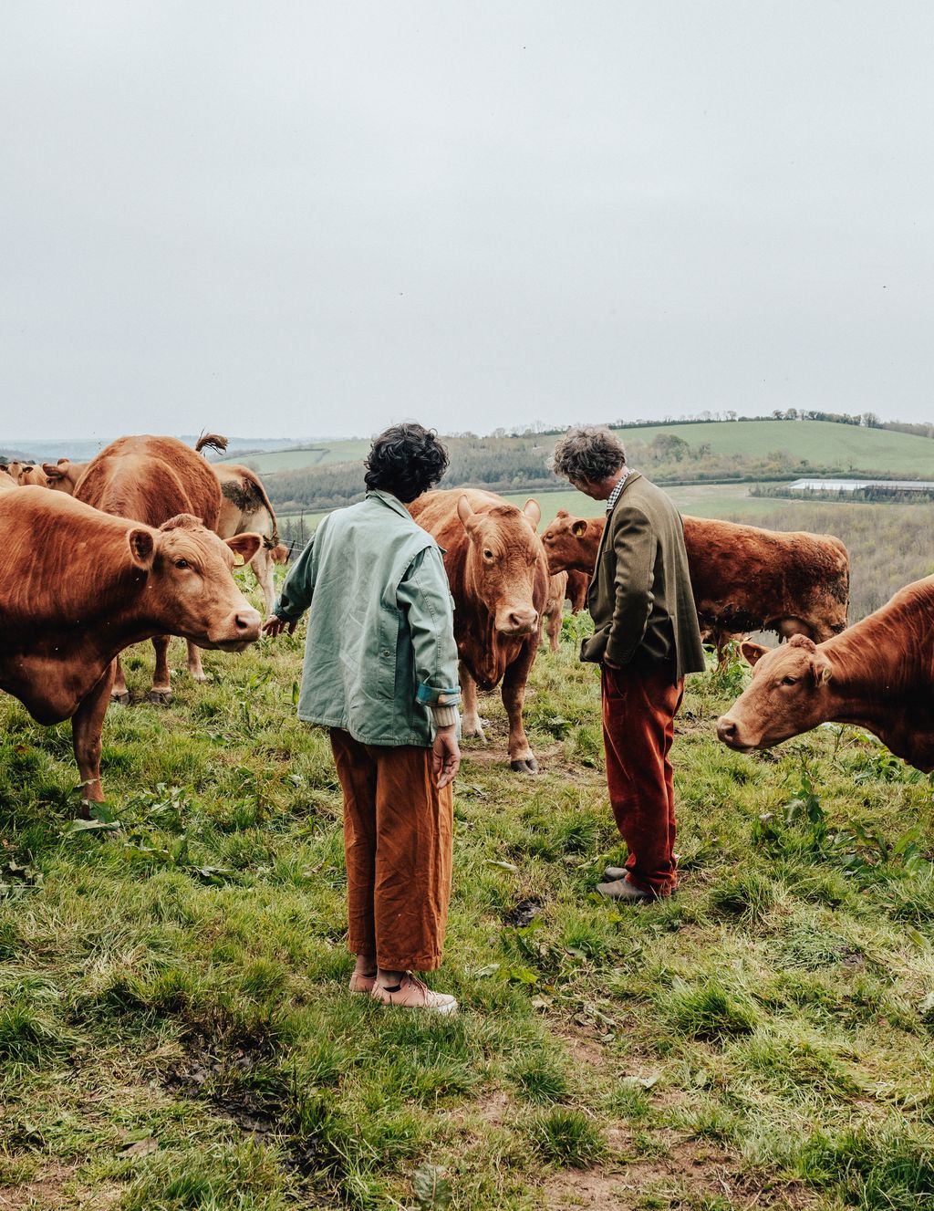 Red Devon cattle graze the Agroforestry fields where Guy is growing thousands of walnuts and hazelnuts.