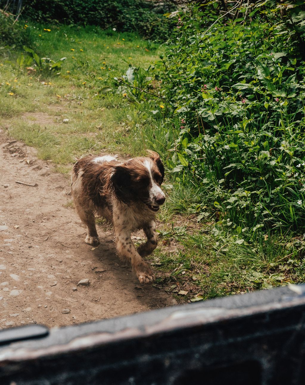 Springer spaniel Artichoke wanders the farm freely and has a good relationship with the cattle.