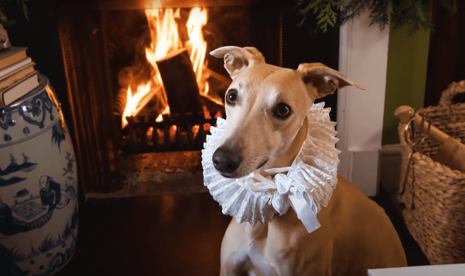Merlin in fine festive clothing.
