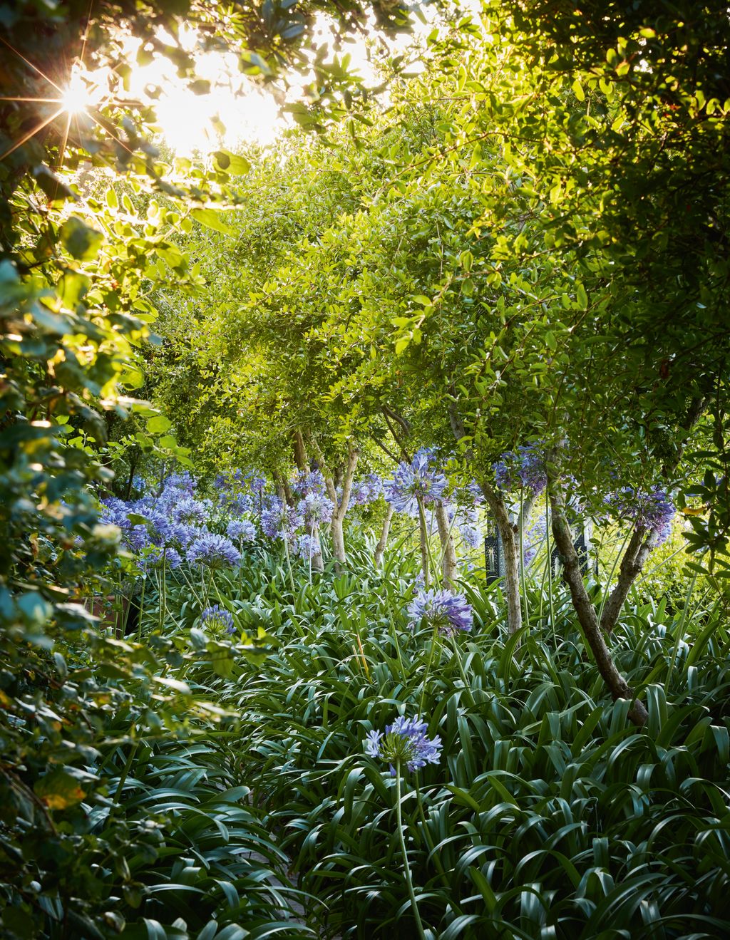 Multistemmed pomegranate trees are underplanted with agapanthus on the top terrace in a scheme by Umberto Pasti.