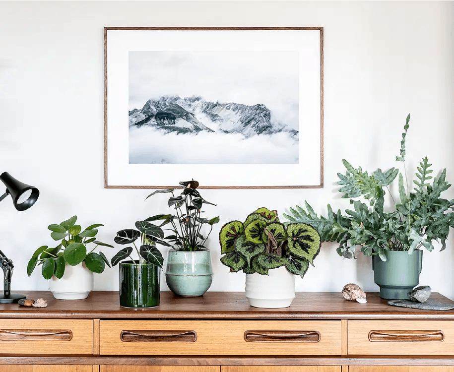 Leaf Envy sends a mystery trending houseplant to you  once a month. The plants and the pots are both highquality and...
