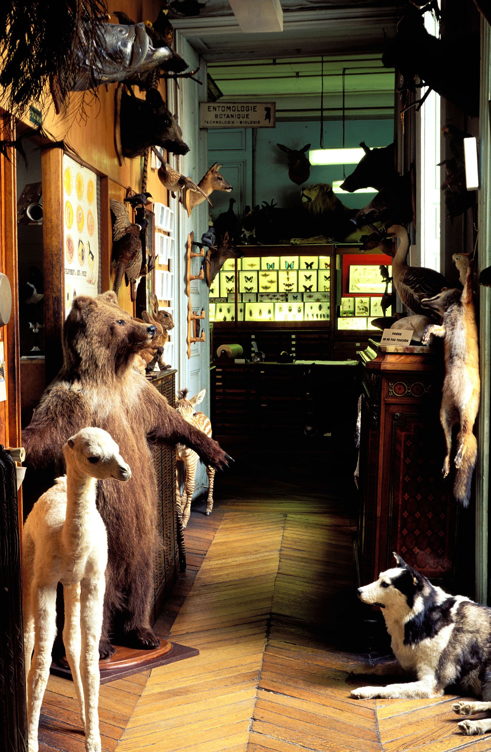 Inside Maison Deyrolle.