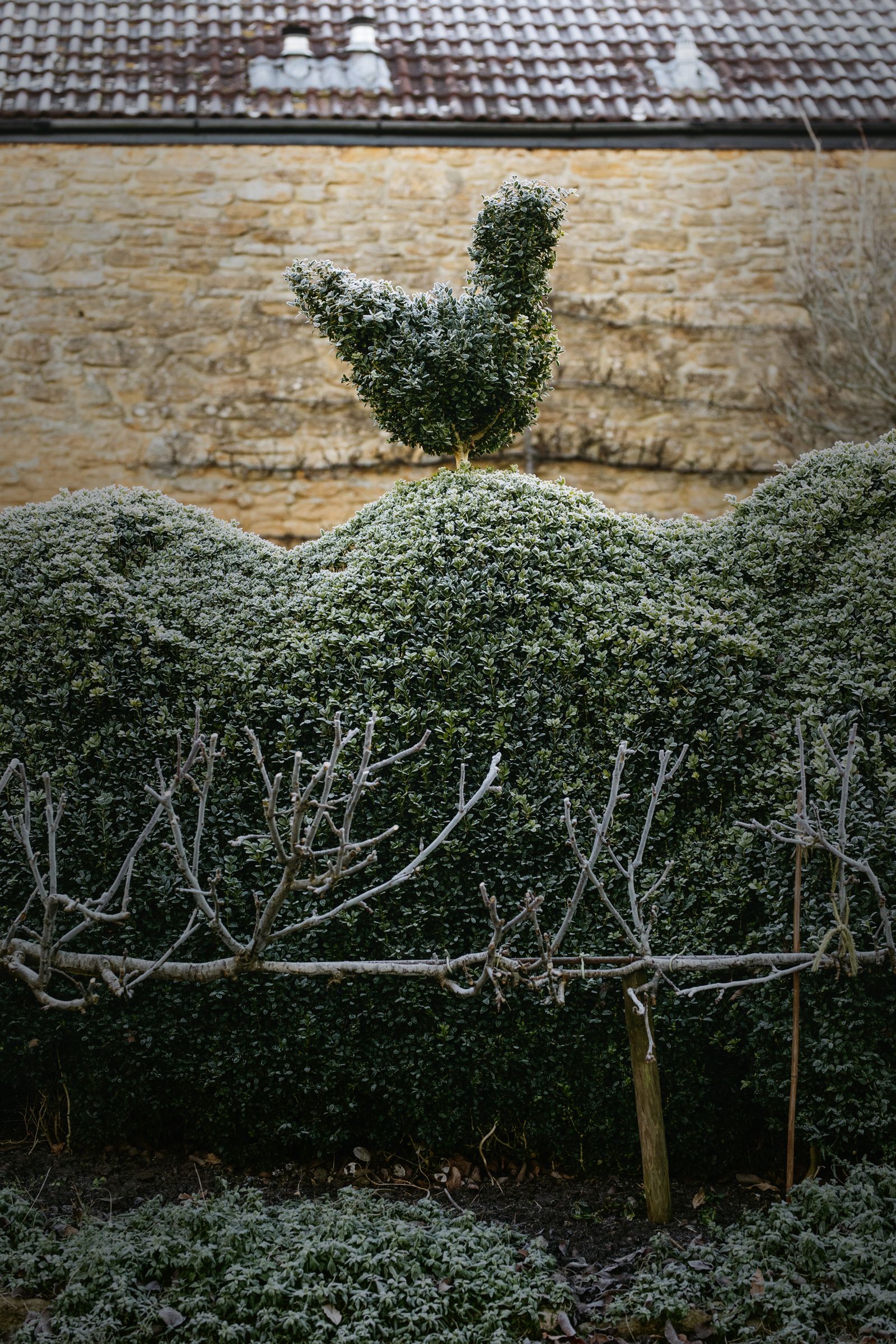A squiggle hedge and topiary bird in a Somerset garden.