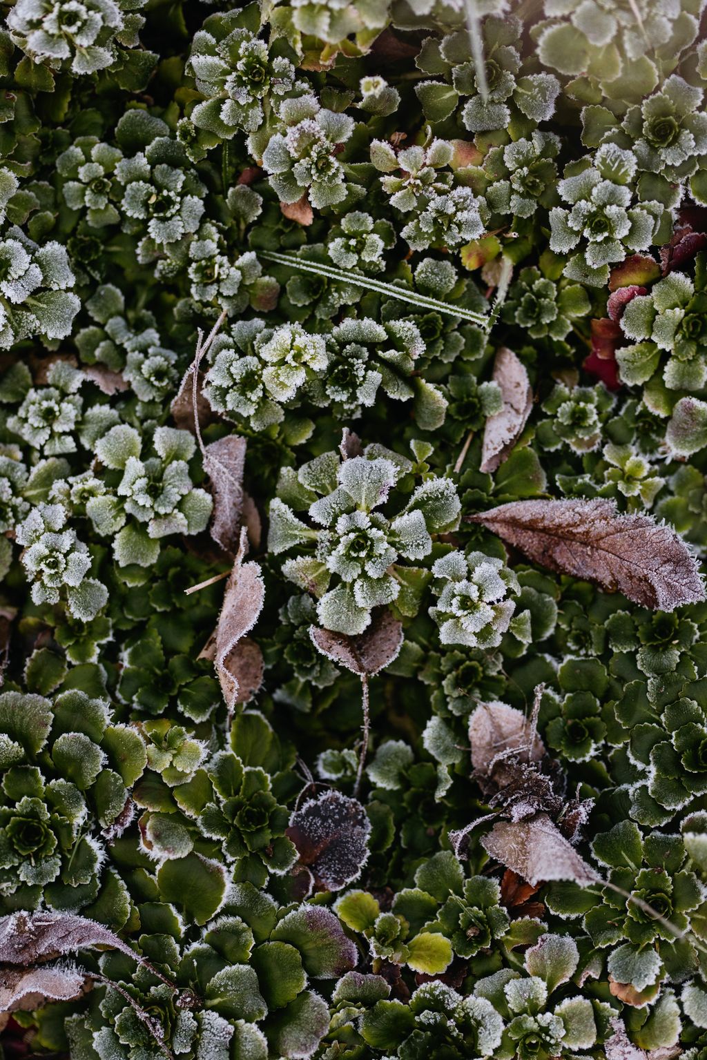 Saxifraga x urbium thrives below the topiary.