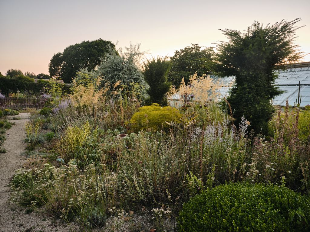 The old previously clipped yew topiary has been allowed to grow out and is now being ‘goatpruned to form pleasingly...