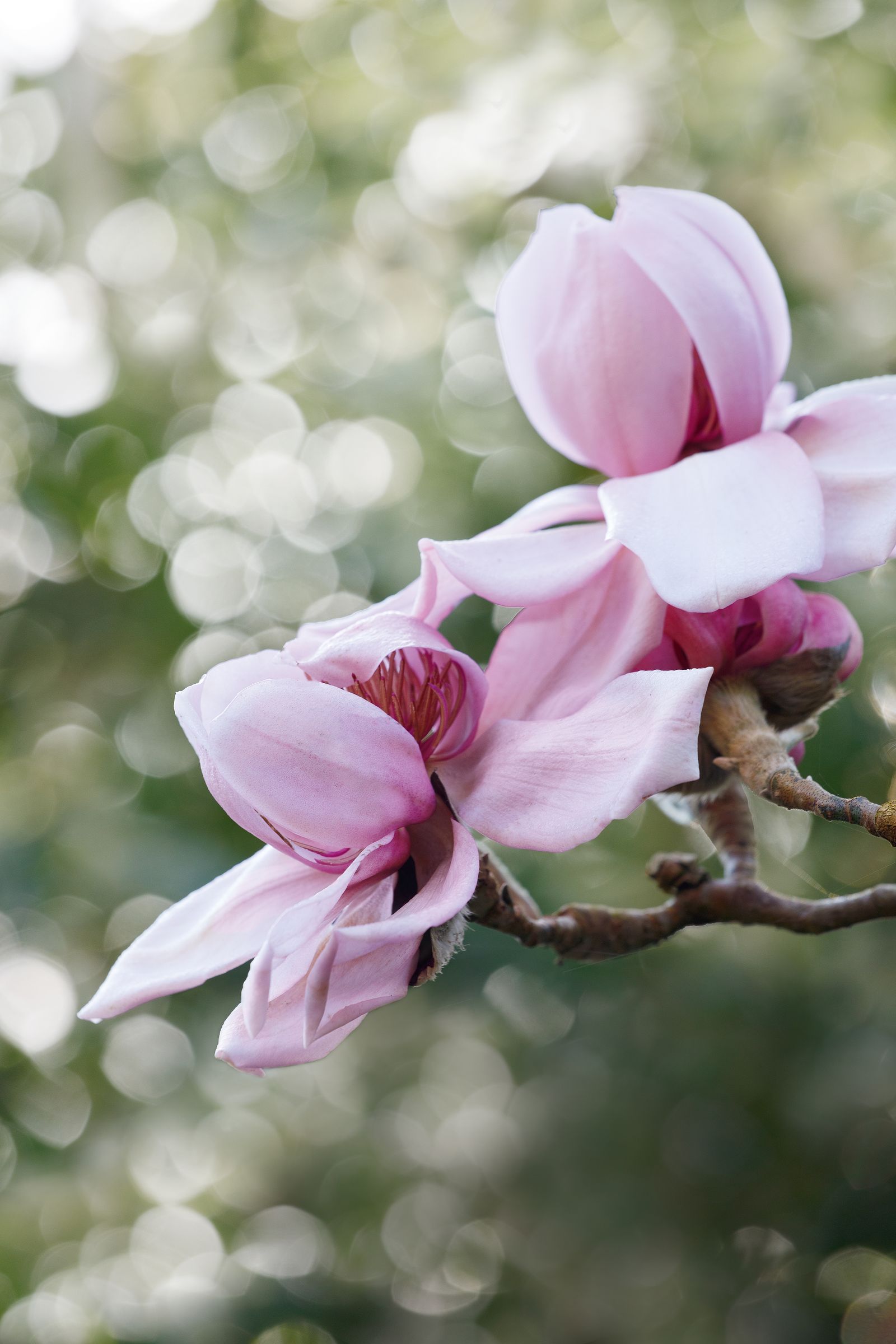 Magnolia campbellii subsp. mollicomata the best magnolia for warmer areas like Cornwall