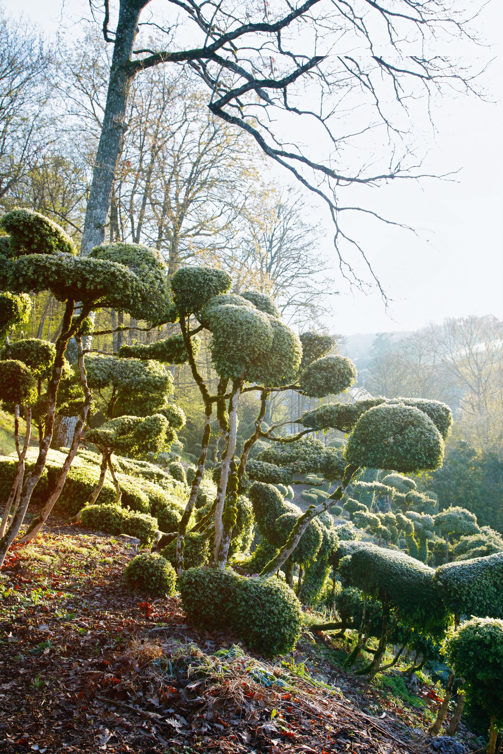 Of the many different forms in the upper garden some are kept low growing others are mid height or have tall stems...