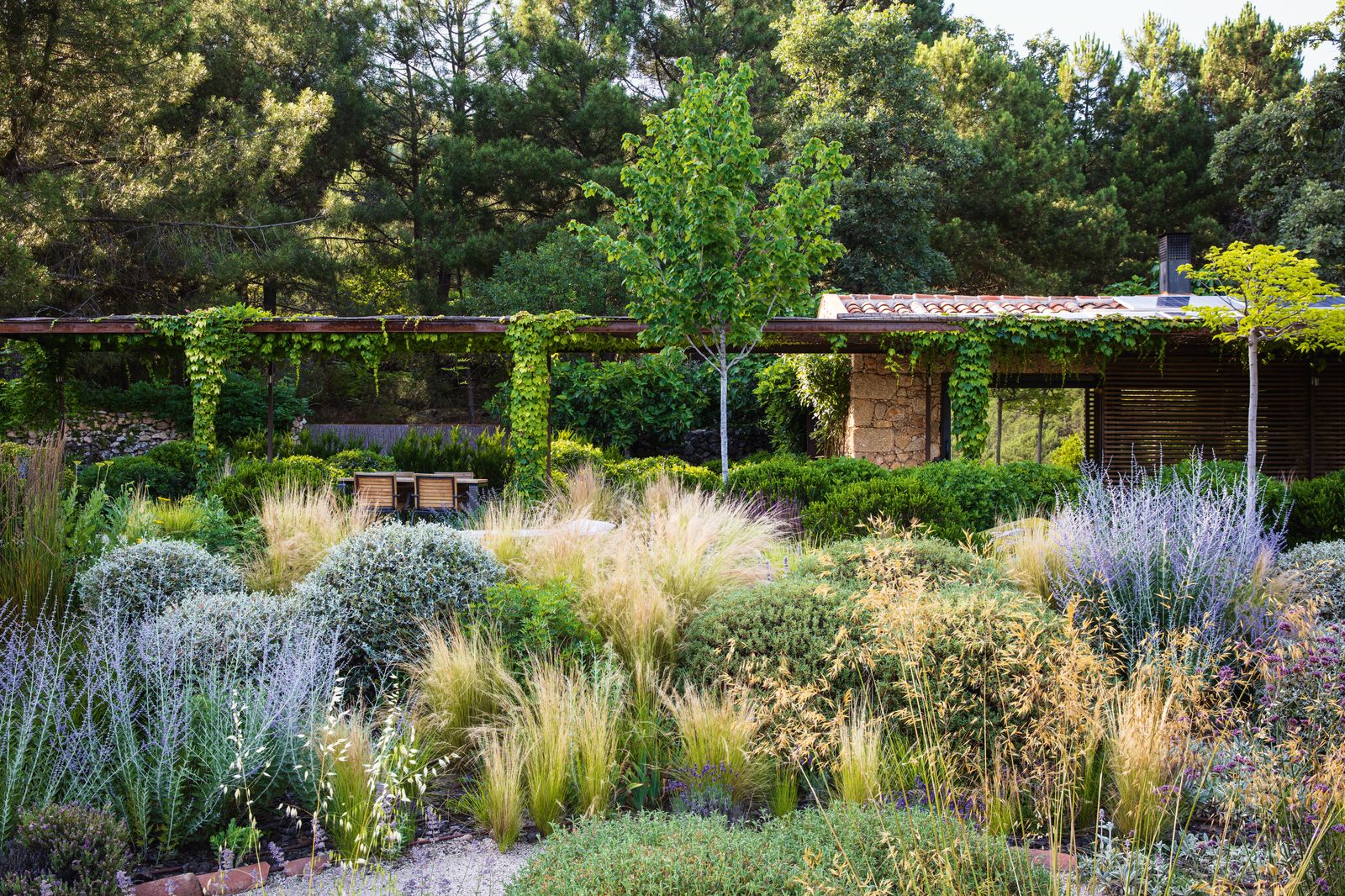 The singlestorey stone dwelling sits behind a vineclad pergola. Mounds of Teucrium fruticans and Pistacia lentiscus...