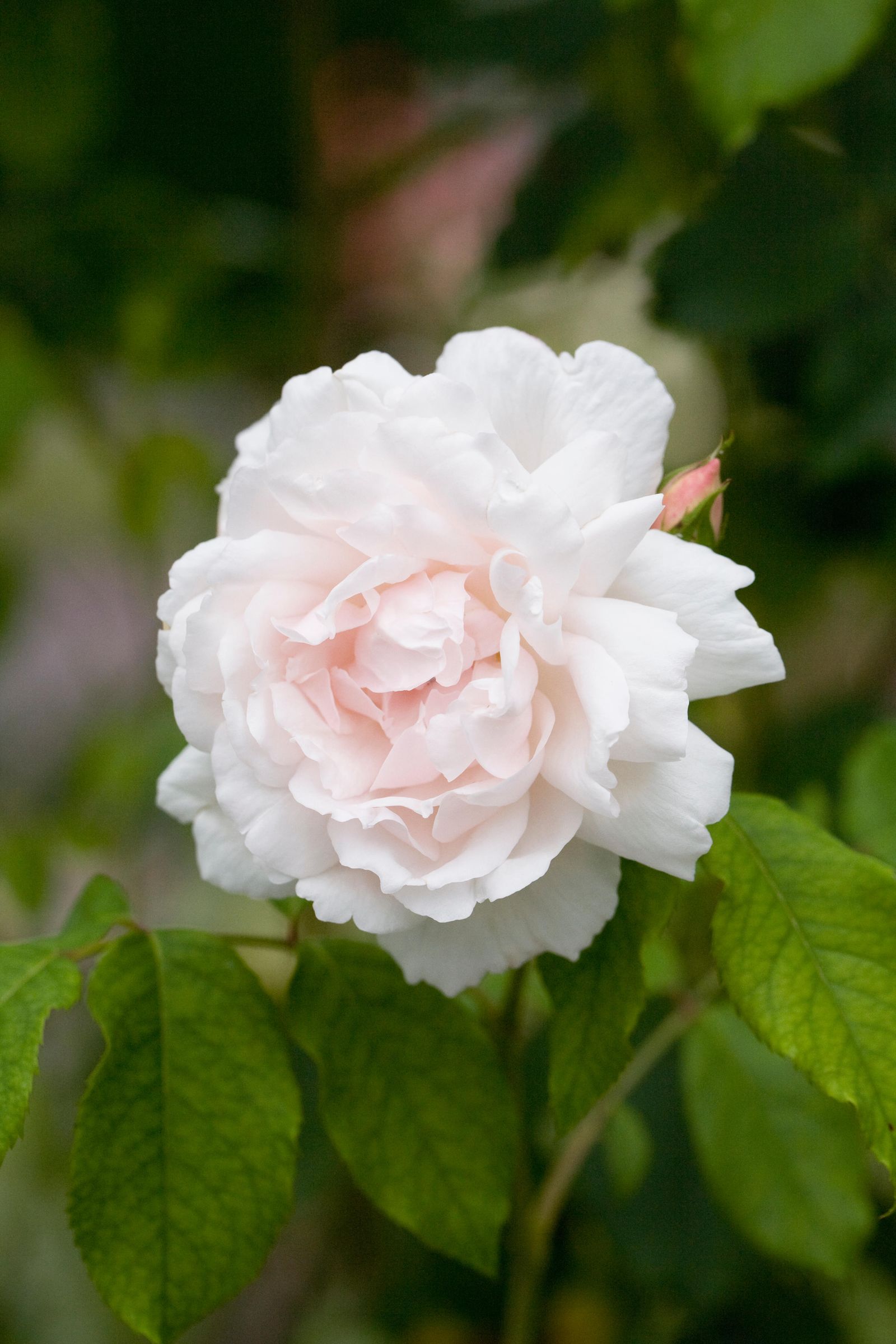 Rosa Mme. Alfred Carriere