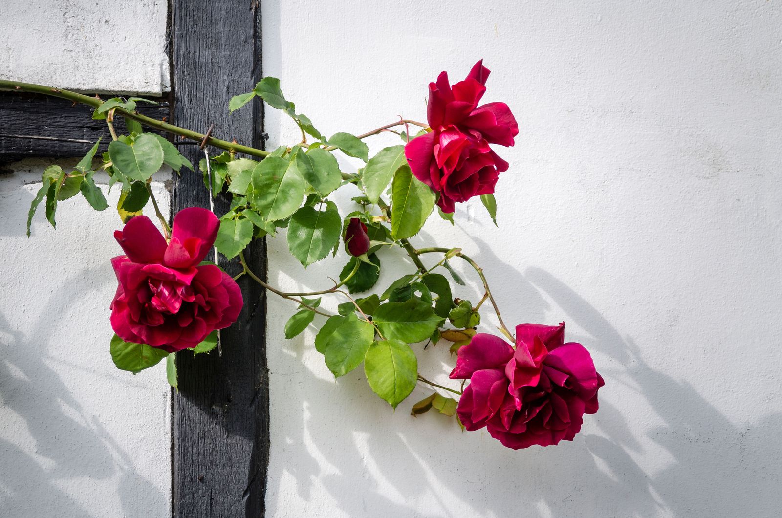 Rosa Etoile de Hollande against a wall