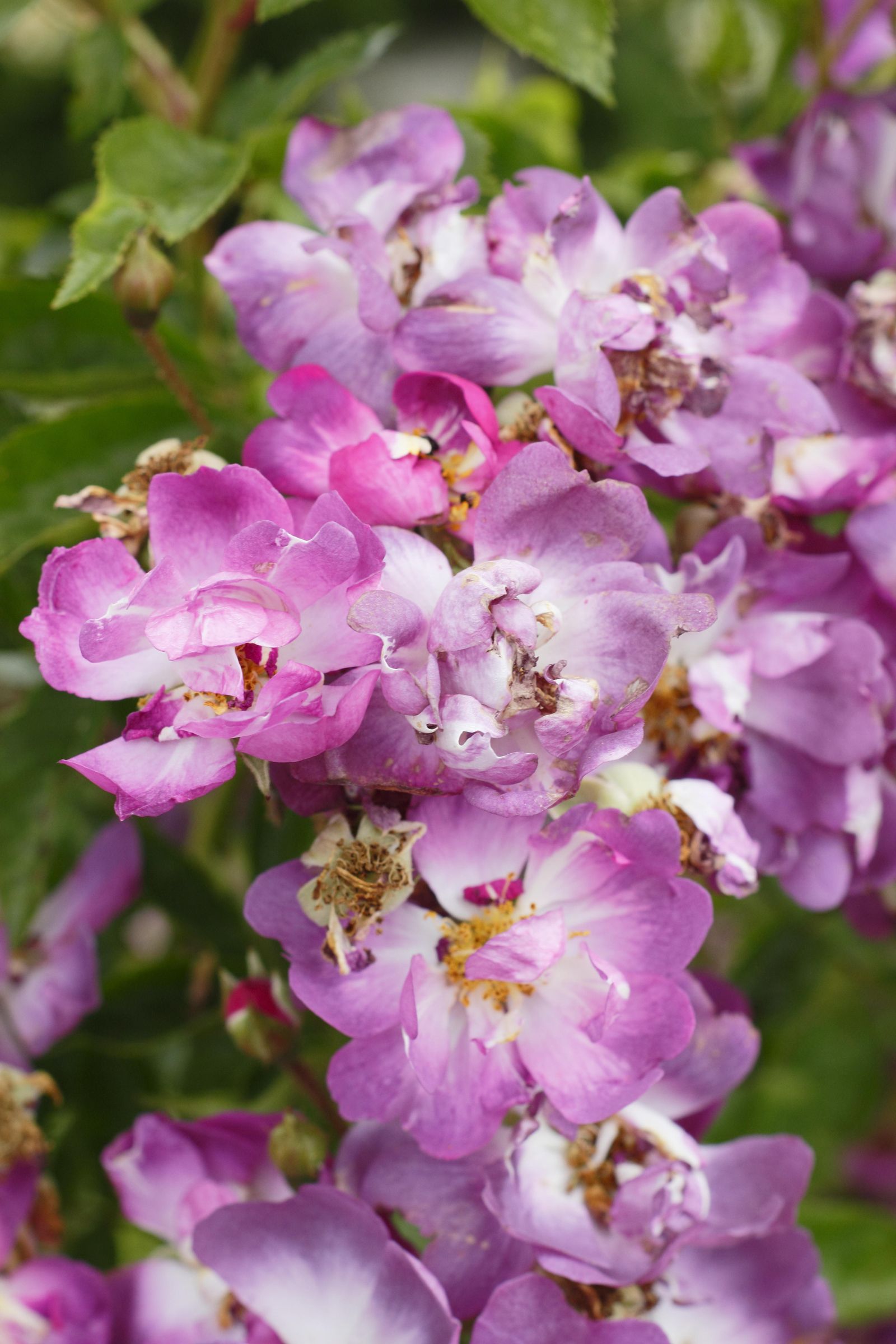 Rosa ‘Veilchenblau