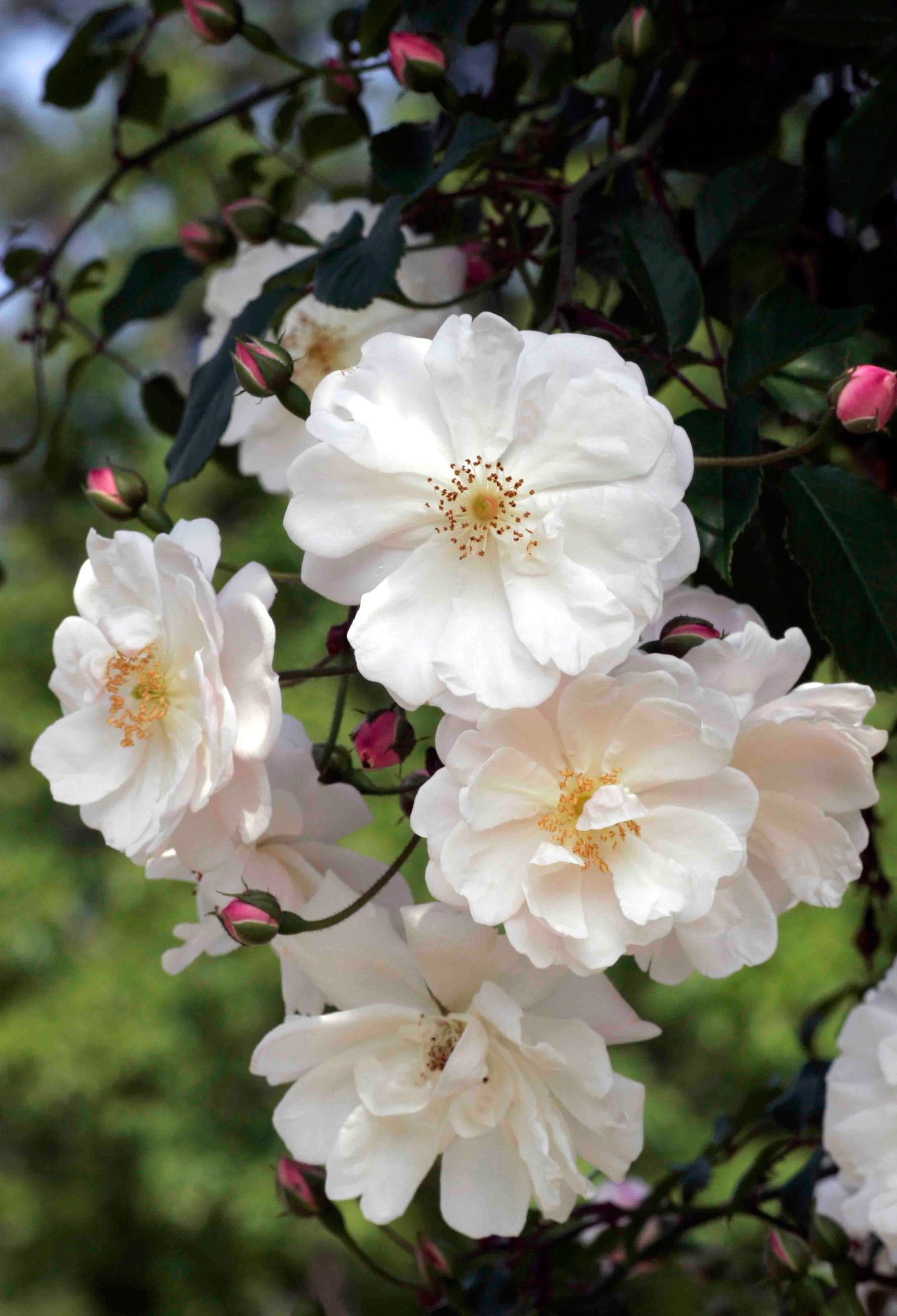 Rosa 'Adelaide d'Orleans'