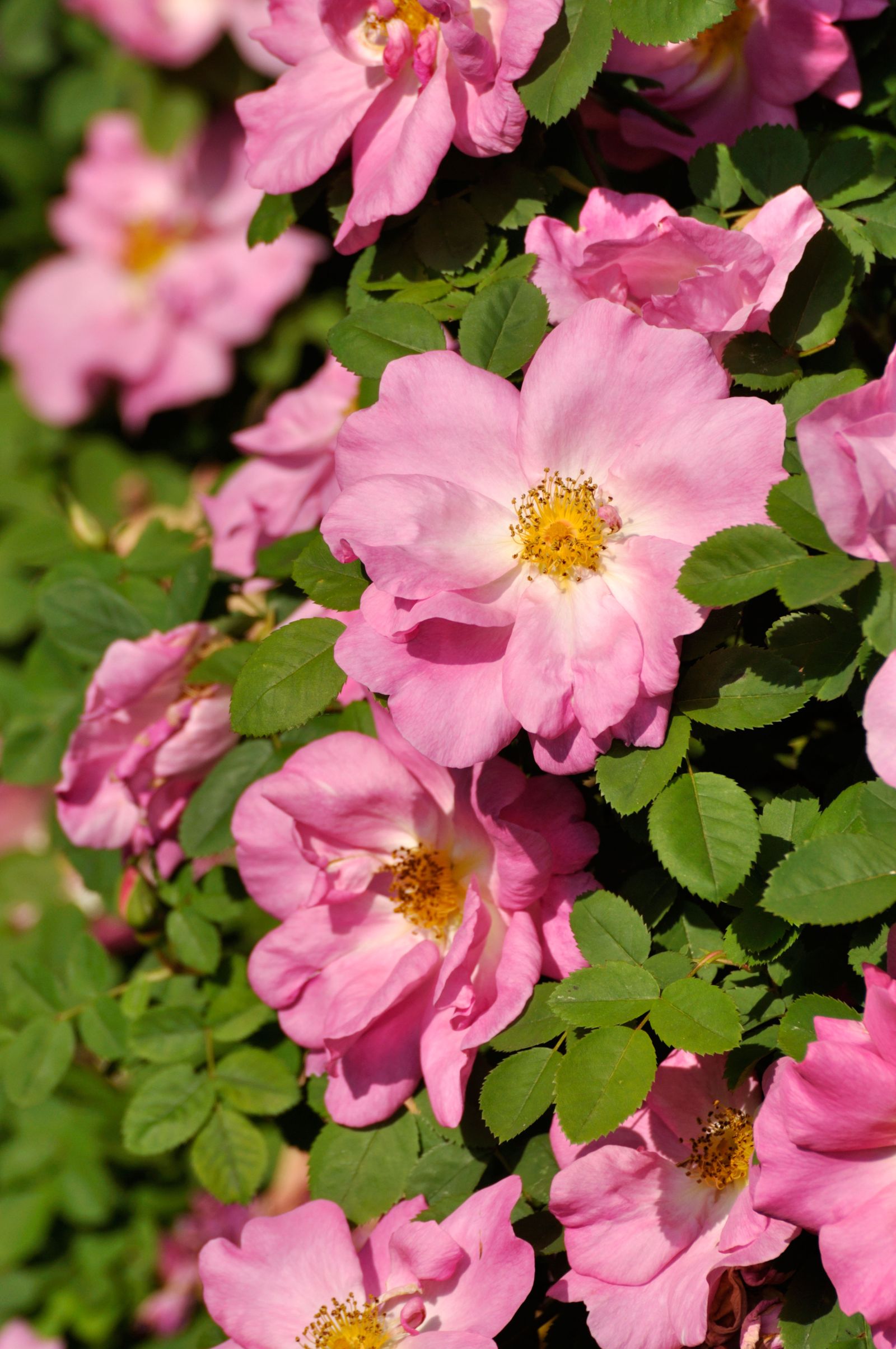 Rosa moyesii ‘Marguerite Hilling