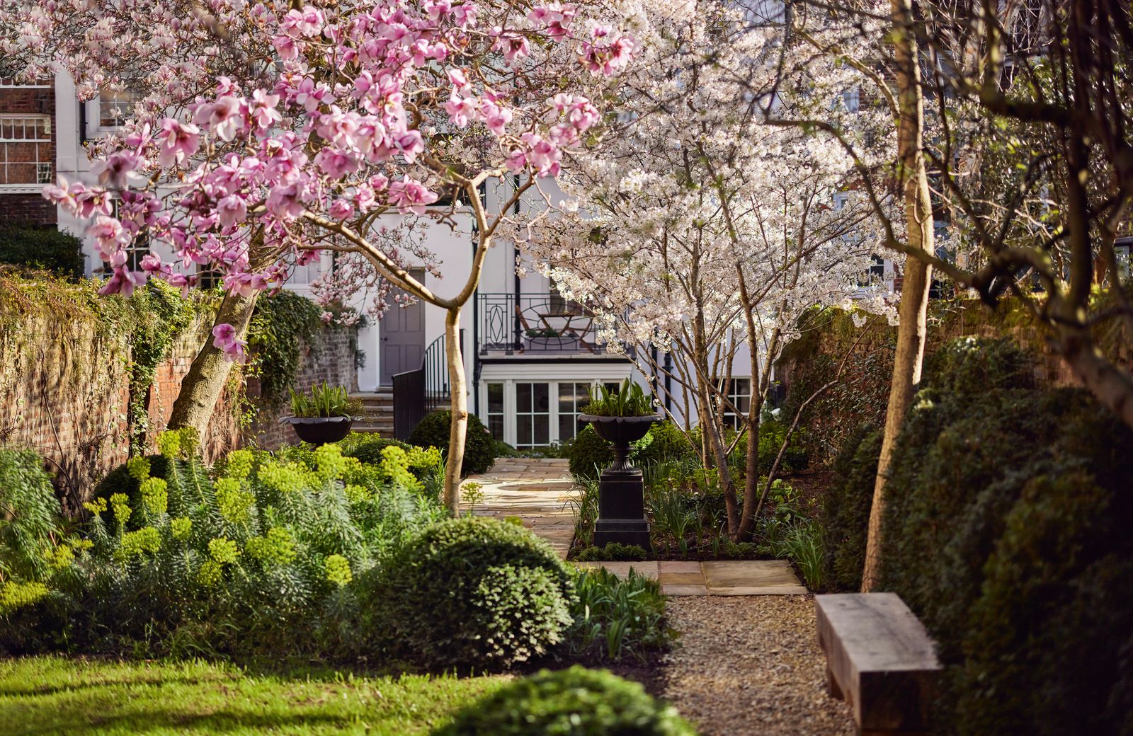 Two elegant magnolias were liberated from an overgrown shrubbery.