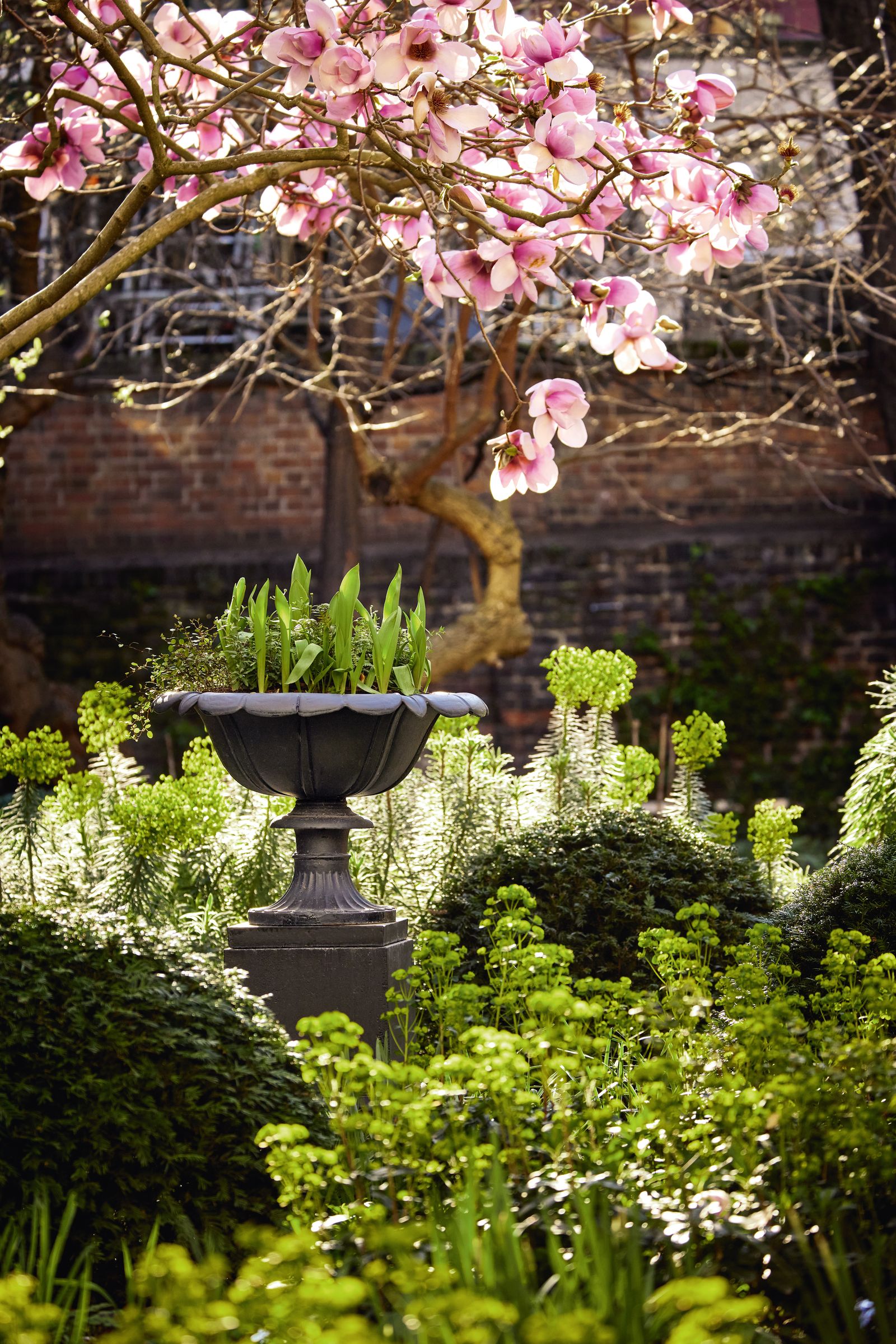 Euphorbia amygdaloides var. robbiae and clipped yew set off a found urn.