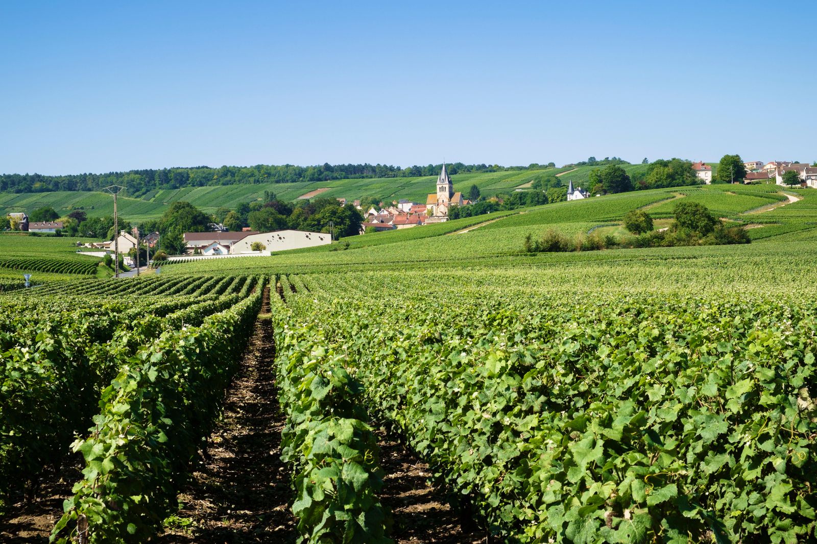 The small French village of VilleDommange in Champagne.