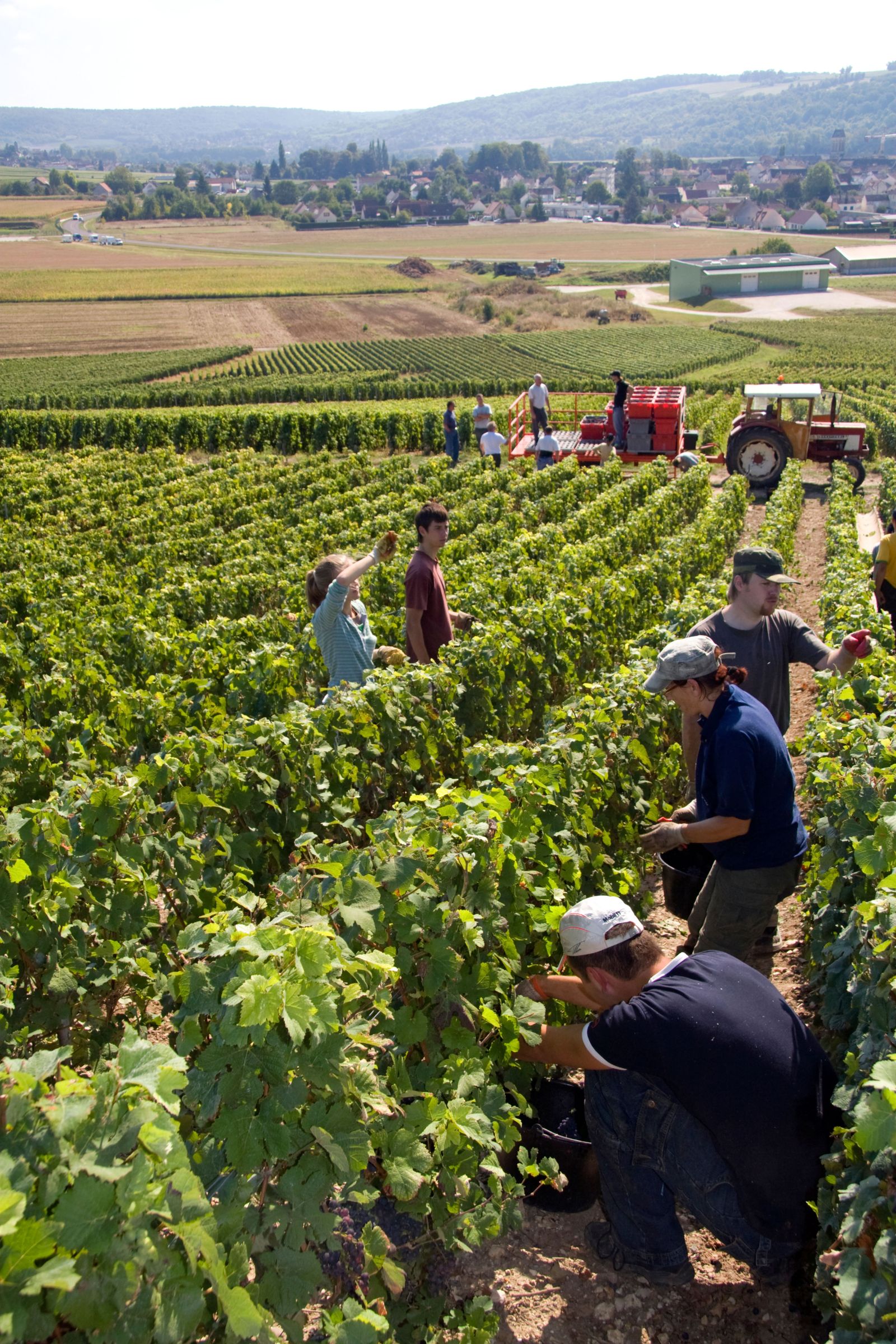Workers hand harvest grapes from a vineyard in the Champagne province of northeast France.